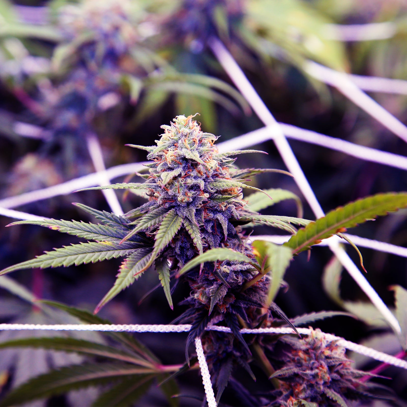 AC Infinity Polyester Plant Trellis Netting |  5x30' - CannaFull Spectrum Solutions